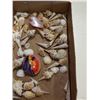 Image 3 : PAINTED SHELL AND TRAY OF SHELLS