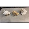 Image 1 : 3 URCHANT SEASHELLS