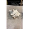 Image 2 : 3 URCHANT SEASHELLS