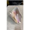 Image 3 : 3 URCHANT SEASHELLS