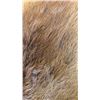 Image 2 : BEAVER PELT 22 X 19 INCHES