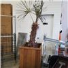 Image 1 : 7FT PLANTED EXOTIC TREE IN ROLLING PLANTER