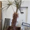 Image 3 : 7FT PLANTED EXOTIC TREE IN ROLLING PLANTER
