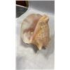 Image 4 : 2 CONCH SHELLS AND CARNIVAL GLASS FOOTED DISH