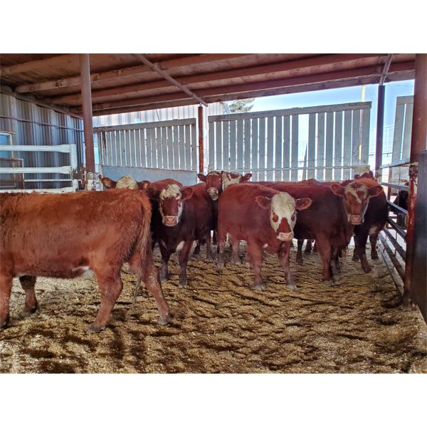 Gemstone Cattle Company - 11 RBF Heifers - 1051#