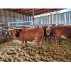 Image 2 : Gemstone Cattle Company - 11 RBF Heifers - 1051#