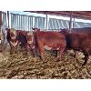 Image 3 : Gemstone Cattle Company - 11 RBF Heifers - 1051#