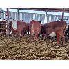 Image 2 : Gemstone Cattle Company - 12 RBLD Heifers - 1008#