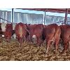 Image 3 : Gemstone Cattle Company - 12 RBLD Heifers - 1008#