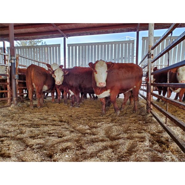 Gemstone Cattle Company - 11 RBLD Heifers - 1002#