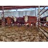 Image 1 : Gemstone Cattle Company - 11 RBLD Heifers - 1002#