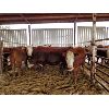 Image 2 : Gemstone Cattle Company - 11 RBLD Heifers - 1002#