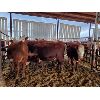 Image 3 : Gemstone Cattle Company - 11 RBLD Heifers - 1002#