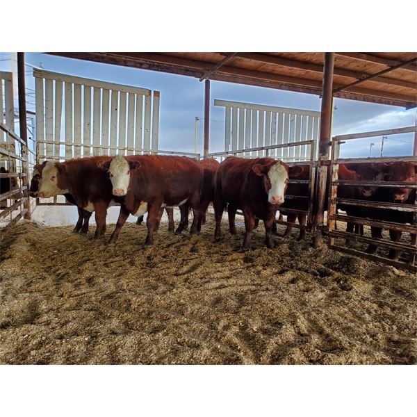 Gemstone Cattle Company - 5 RBF & RBLD Heifers - 1142#