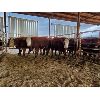 Image 1 : Gemstone Cattle Company - 5 RBF & RBLD Heifers - 1142#