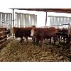 Image 2 : Gemstone Cattle Company - 5 RBF & RBLD Heifers - 1142#