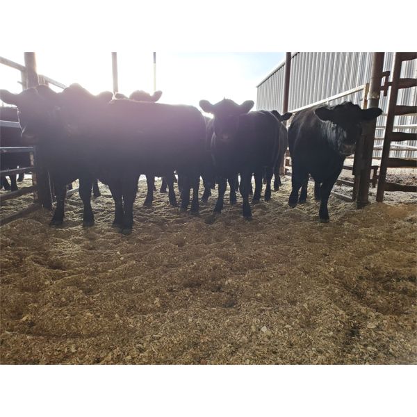 Gemstone Cattle Company - 10 Black Heifers - 997#