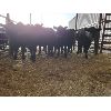 Image 1 : Gemstone Cattle Company - 10 Black Heifers - 997#