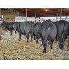 Image 2 : Gemstone Cattle Company - 10 Black Heifers - 997#