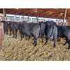 Image 3 : Gemstone Cattle Company - 10 Black Heifers - 997#