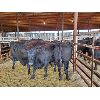 Image 1 : Gemstone Cattle Company - 11 Black Heifers - 980#