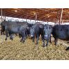 Image 2 : Gemstone Cattle Company - 11 Black Heifers - 980#