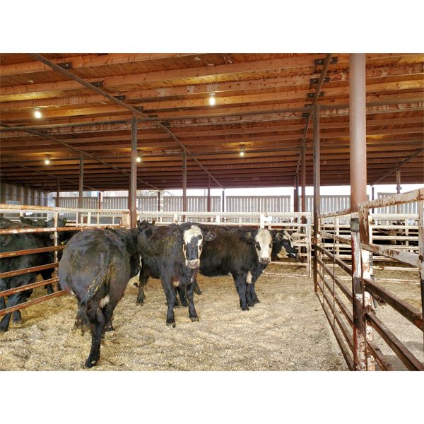 Gemstone Cattle Company - 5 BBF Heifers - 1048#