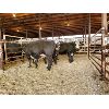 Image 3 : Gemstone Cattle Company - 5 BBF Heifers - 1048#