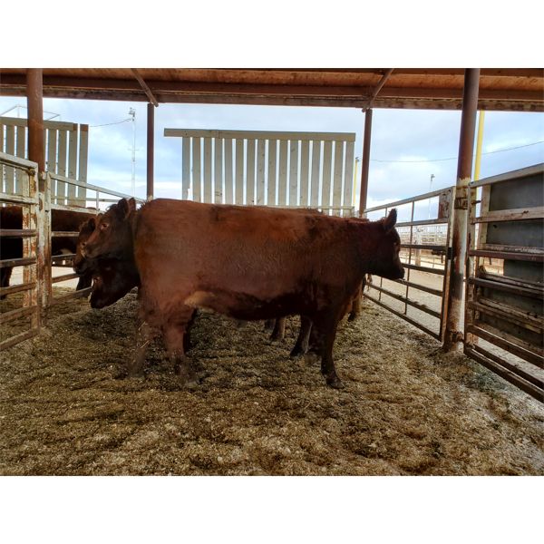 Nolan Bear - 10 Red Heifers - 1081#