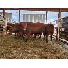 Image 3 : Nolan Bear - 10 Red Heifers - 1081#