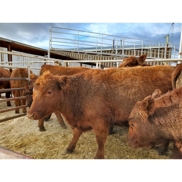 Nolan Bear - 10 Red Heifers - 1081#