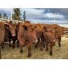Image 2 : Nolan Bear - 10 Red Heifers - 1081#