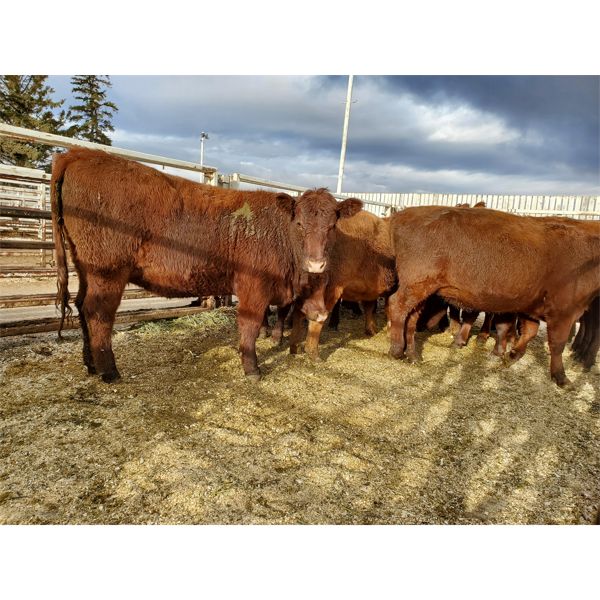 Nolan Bear - 10 Red Heifers - 1104#