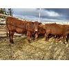 Image 1 : Nolan Bear - 10 Red Heifers - 1104#