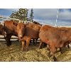 Image 2 : Nolan Bear - 10 Red Heifers - 1104#