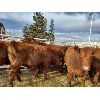 Image 3 : Nolan Bear - 10 Red Heifers - 1104#