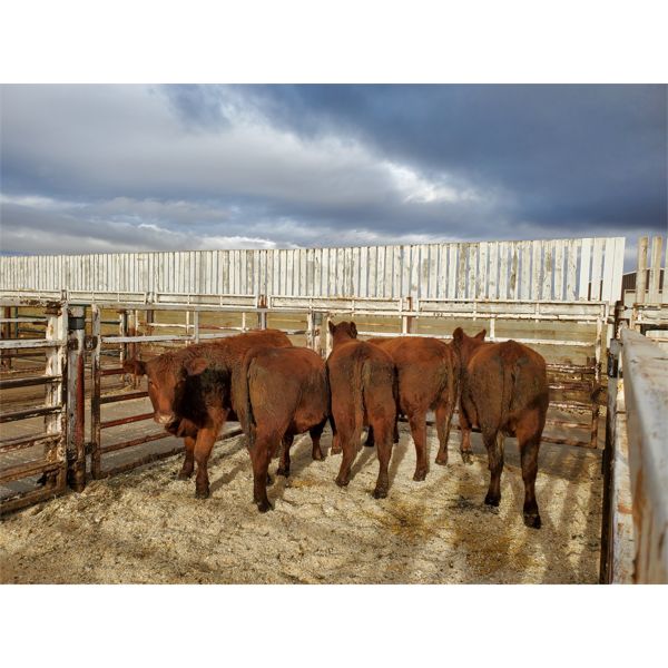Nolan Bear - 5 Red Heifers - 1097#