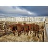 Image 1 : Nolan Bear - 5 Red Heifers - 1097#