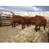 Image 2 : Nolan Bear - 5 Red Heifers - 1097#