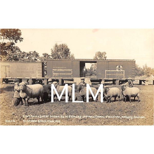 1st Prize Sheep Oregon State Fair 1913 Macleay, Oregon Photo Postcard