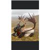 Image 1 : Alaska Reindeer Hunt with Council Alaska Safaris