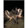 Image 2 : All Inclusive BC Canadian Moose Hunt with Total Outdoor Adventures