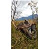 Image 3 : All Inclusive BC Canadian Moose Hunt with Total Outdoor Adventures