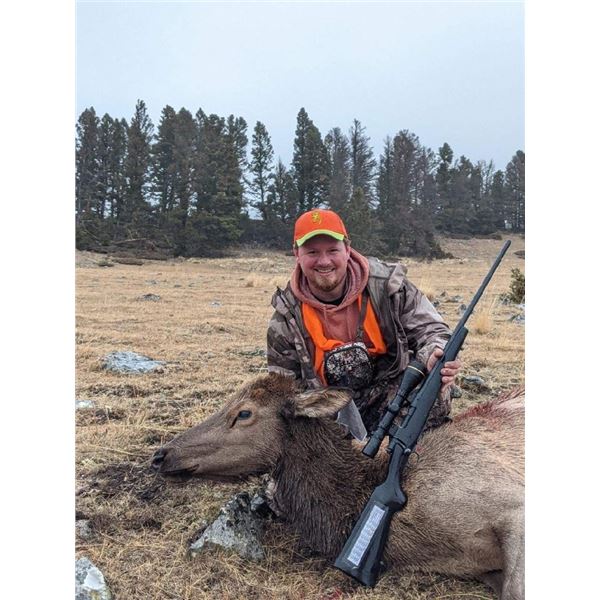 Cow Elk Hunt with Montana Outfitters