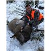Image 3 : Cow Elk Hunt with Montana Outfitters