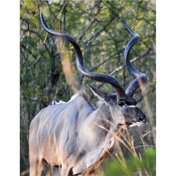 Namibia- 7 days with a Kudu and Gemsbok for 1 Hunter and 1 Observer