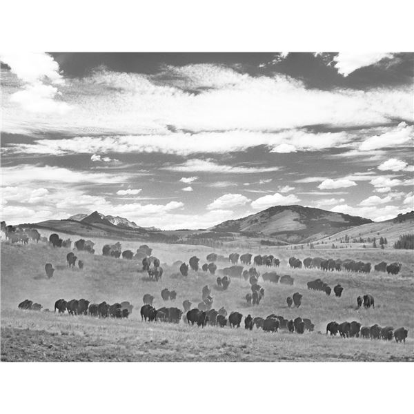 Yellowstone Stampede    30"X 40" Canvas Giclee