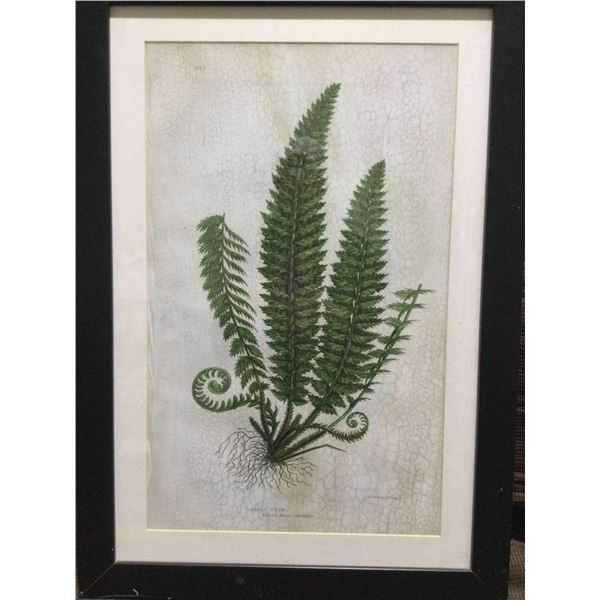 FRAMED ARTWORK from show home - Ferns 24 x 33 inches