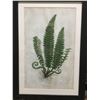 Image 1 : FRAMED ARTWORK from show home - Ferns 24 x 33 inches