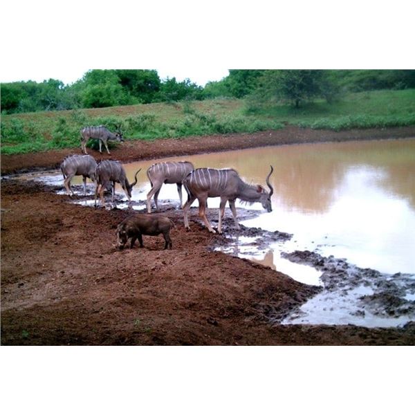 3 day/3 night South Africa photographic safari 4 non hunters